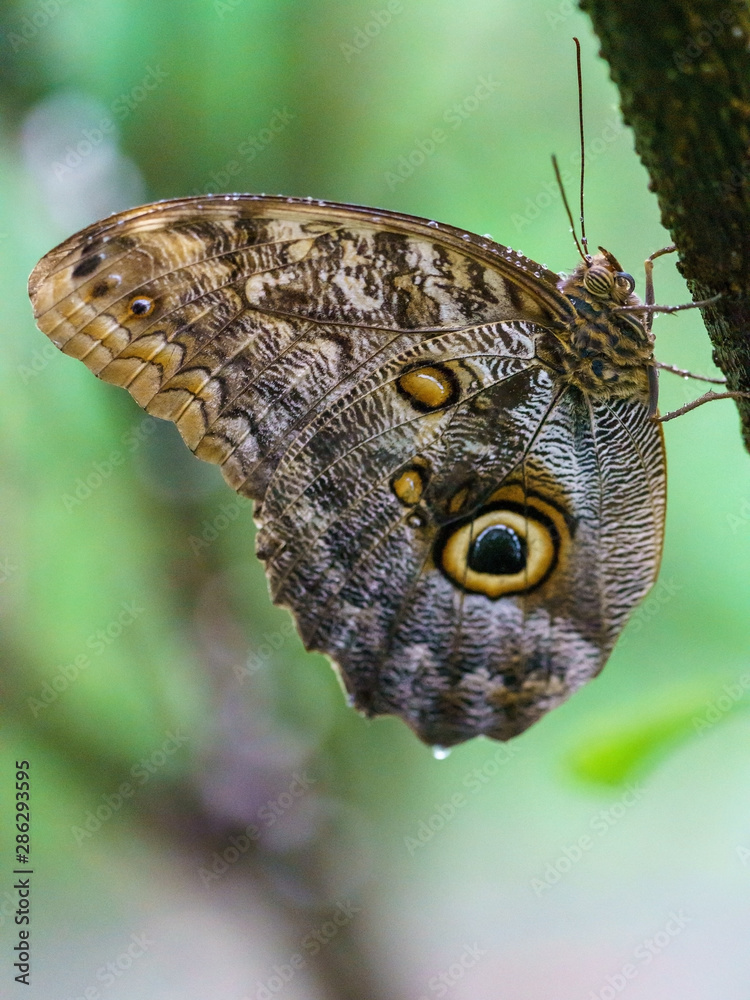 Fototapeta premium Owl Butterfly (Caligo memnon), taken in Costa Rica