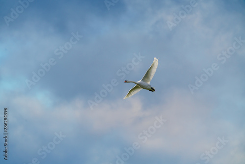 Mute swan (Cygnus olor) in flight, taken in the UK