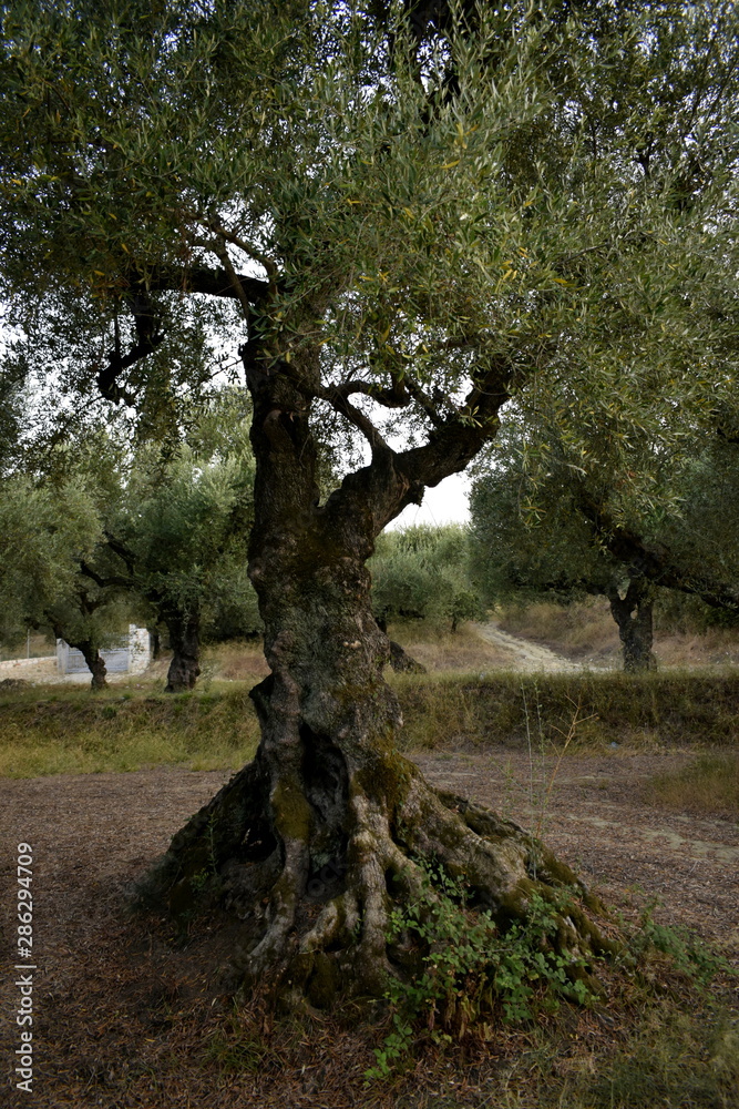 old olive trees