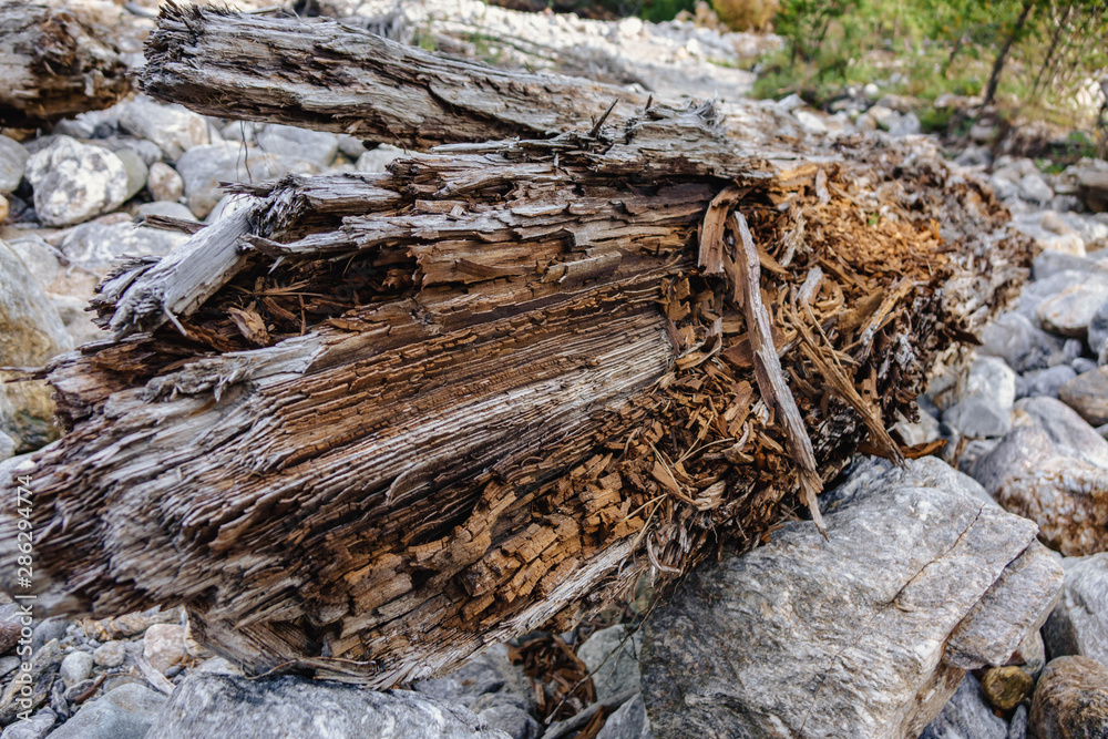 an old decrepit tree rotting on the stones. an old decrepit tree rotting on the stones.