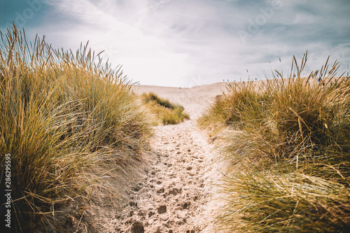 Reed beside danish beach