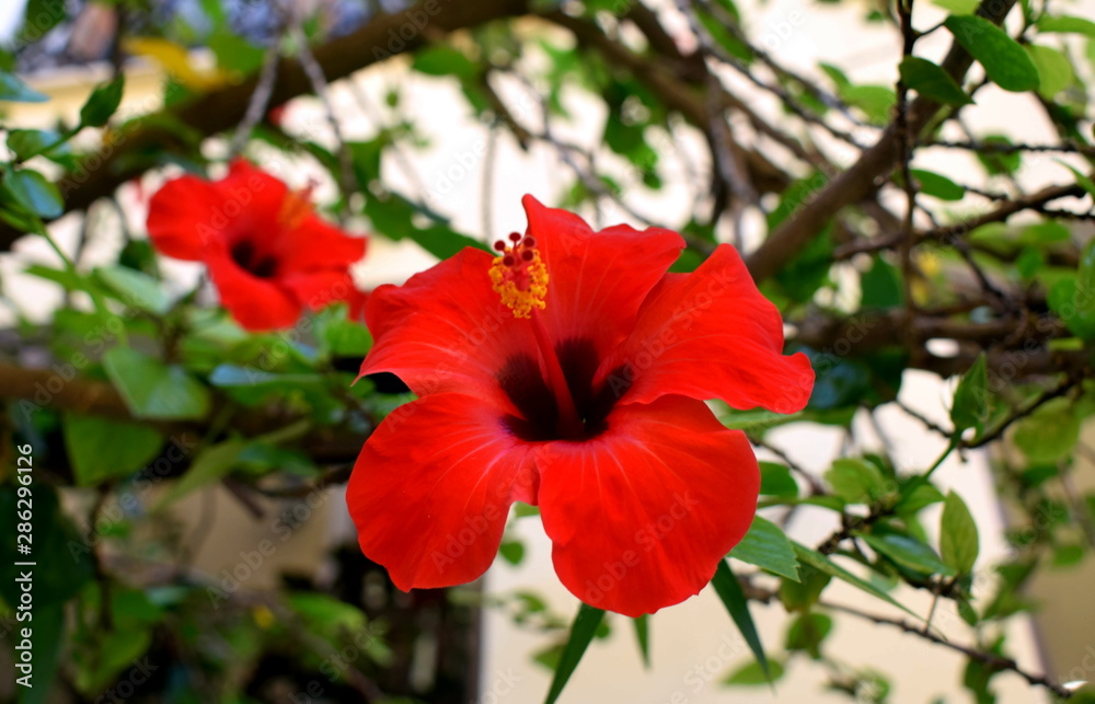 red flowers in a garden