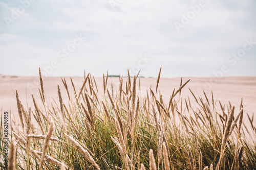 Close up off reed in the danish desert 