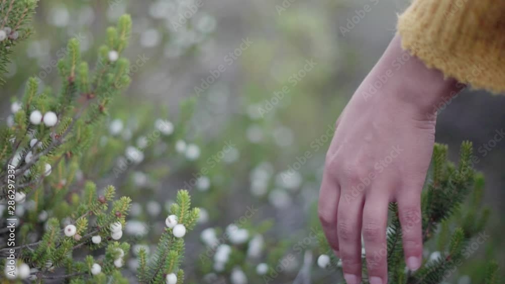 Mão de mulher tocando na vegetação de camarinhas existente junto às praias portuguesas. Fundo desfocado, bokeh.
