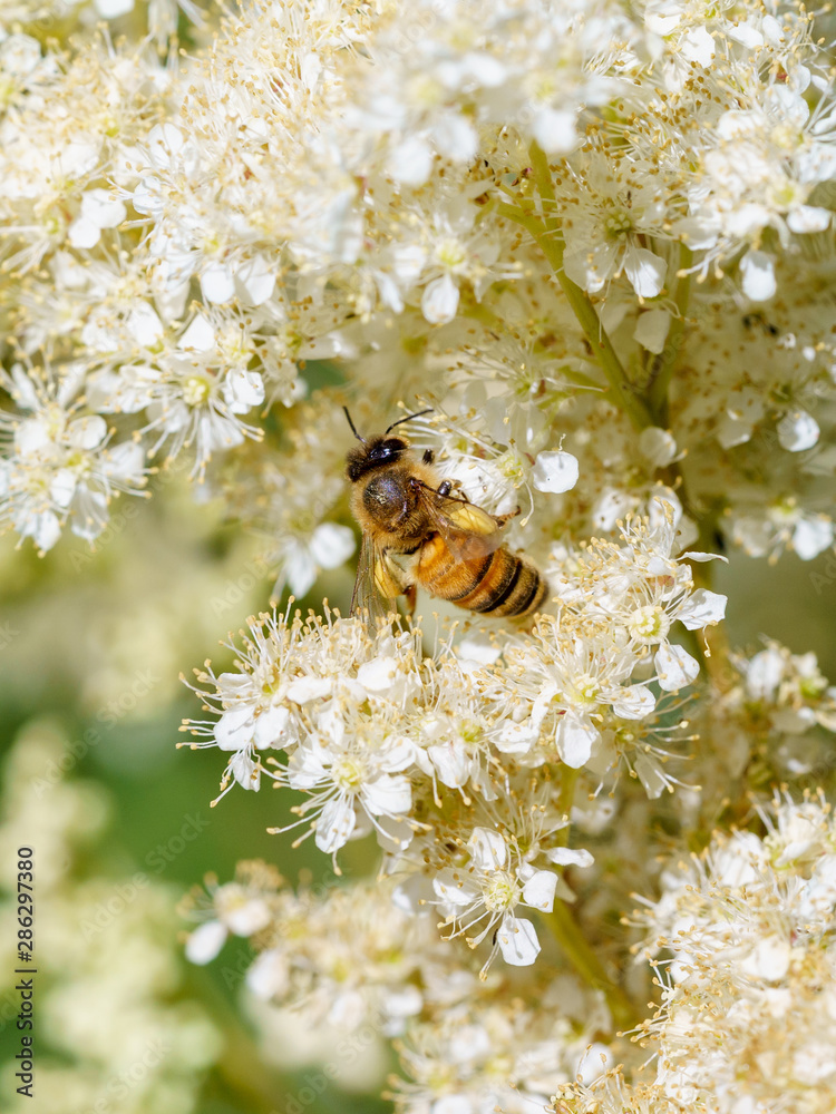 Honeybee (Apis mellifera) in the UK Honeybee (Apis mellifera) in the UK