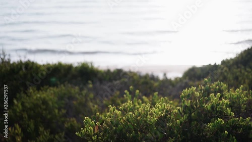 Vegetação a mover-se com o vento com o mar e a praia como fundo ligeiramente desfocado.