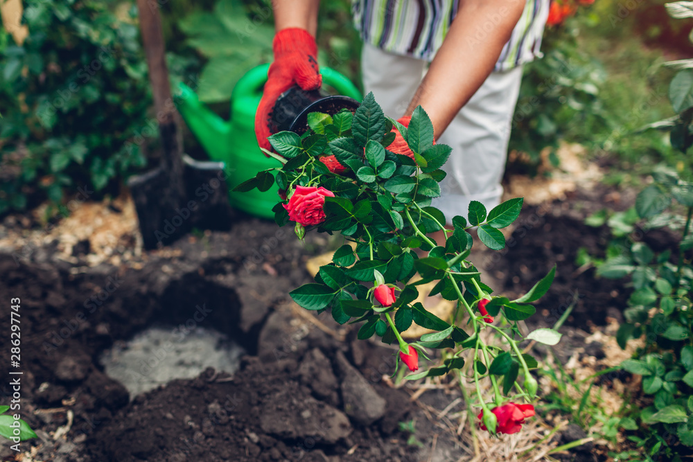 Fototapeta premium Woman gardener transplanting roses flowers from pot into wet soil. Summer garden work.