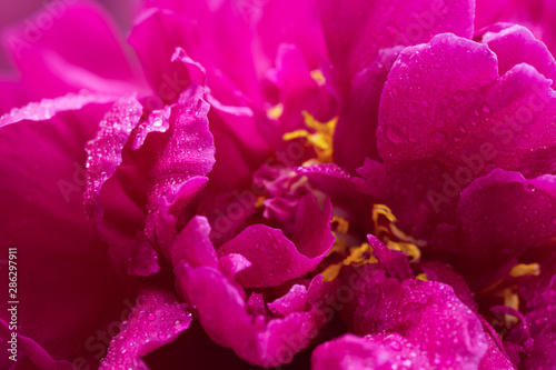 A macro image of a red peony flower .