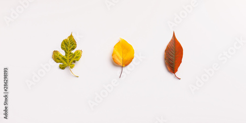 Three colored different leaves isolated on white background