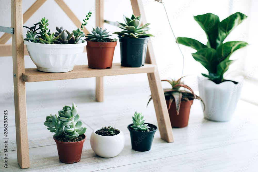 Folding ladder used as shelves for plants against white wall. Folding ladder used as shelves for plants against white wall.