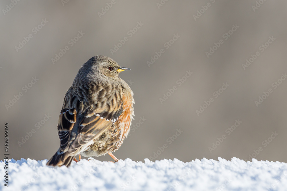 close-up alpine accentor bird (prunella collaris) in winter, snow close-up alpine accentor bird (prunella collaris) in winter, snow