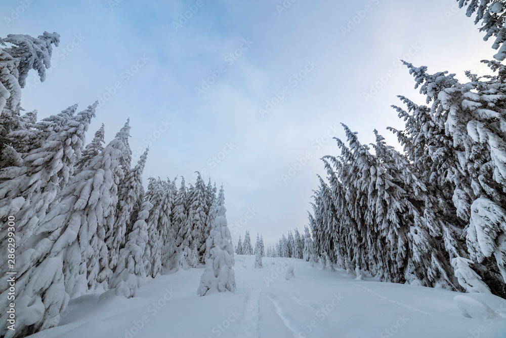 Beautiful winter landscape. Dense mountain forest with tall dark green spruce trees, path in white clean deep snow on bright frosty winter day.