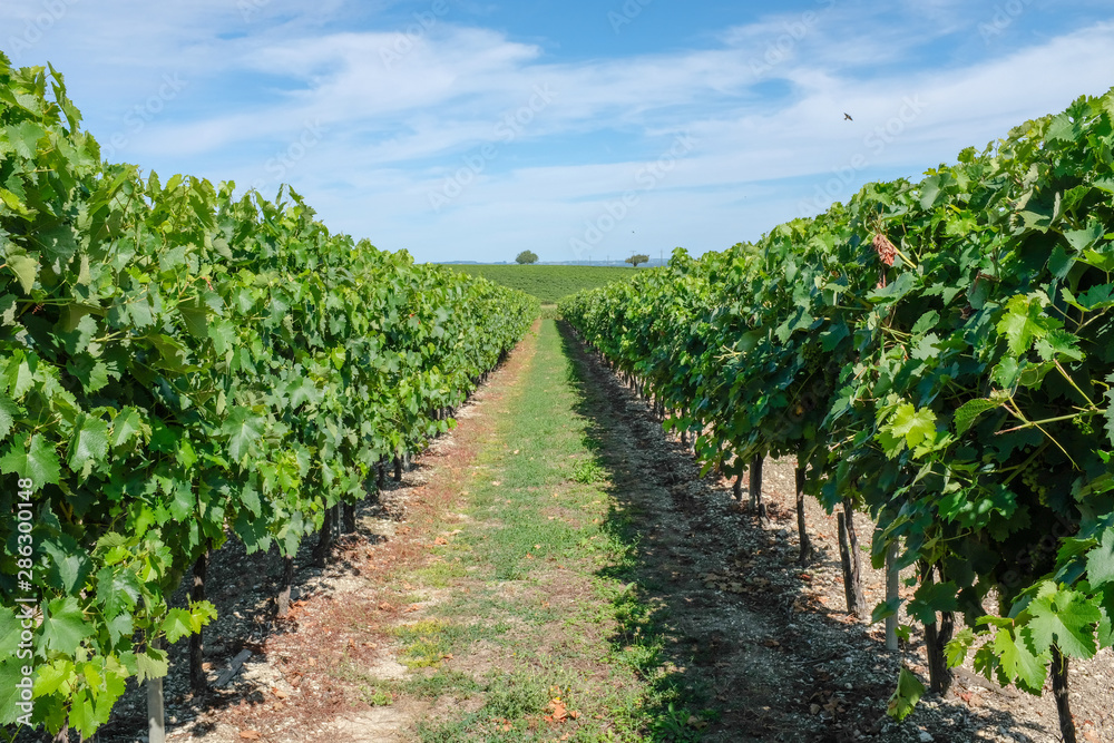 Vineyard - French wine industry