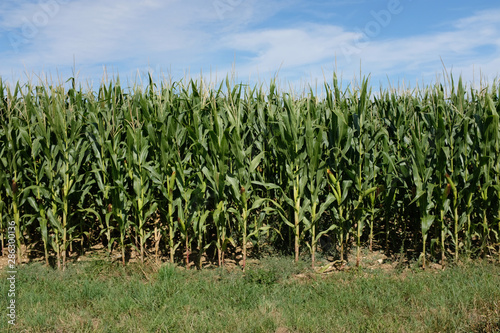 Cornfield - Nature view - Agriculture