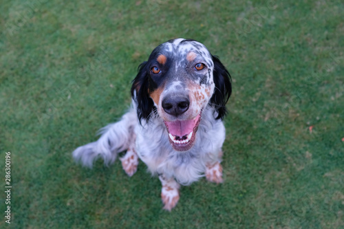 Beautiful & Friendly Dog