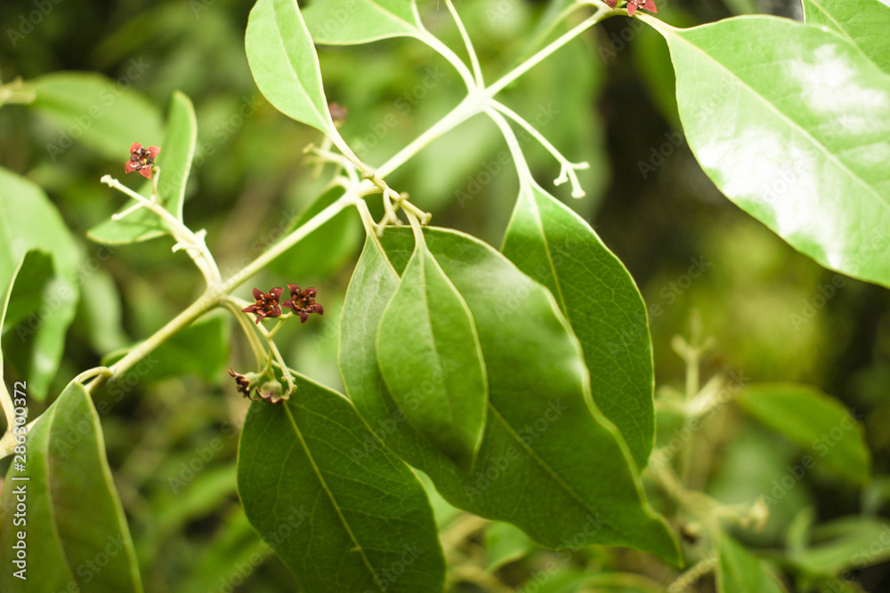 Fototapeta premium Santalum album plant flower closeup focus shot