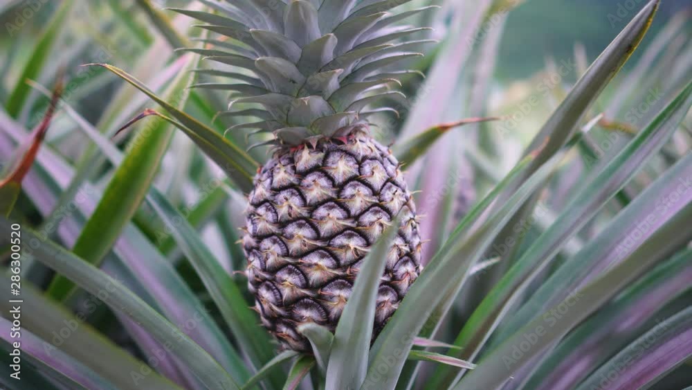 Pineapple plantation and close up in the farm Pineapple plantation and close up in the farm