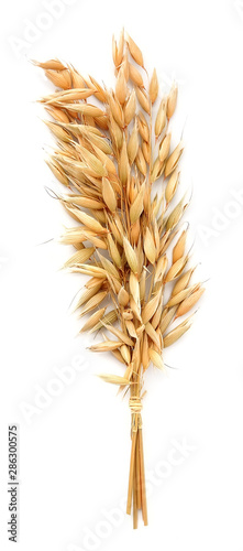 Oat plant isolated .