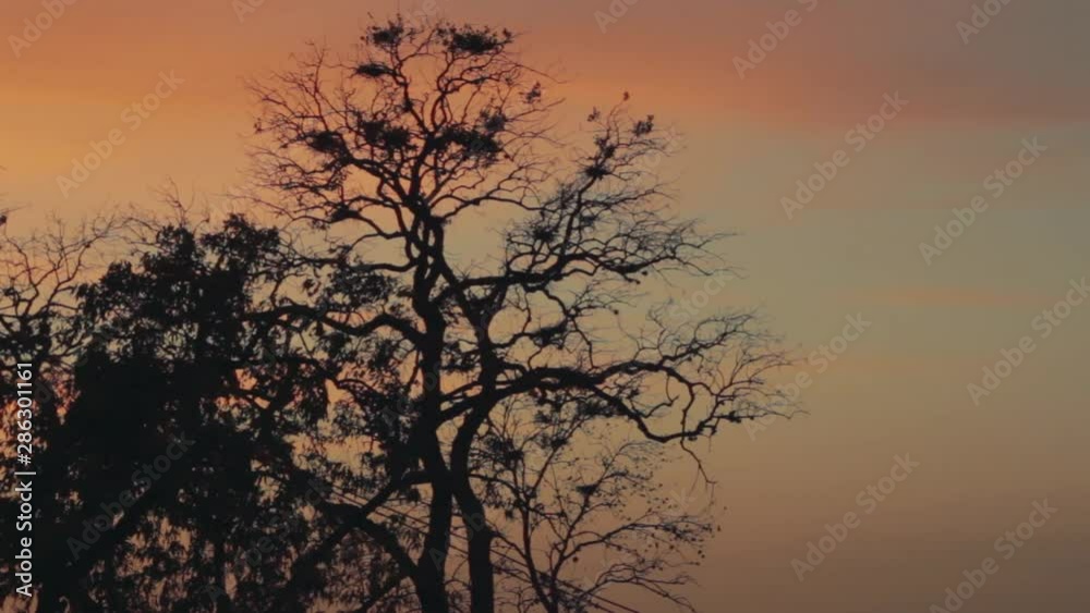 Silhouetted tree with birds at magic hour sunset Silhouetted tree with birds at magic hour sunset