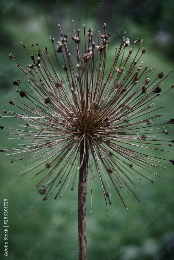 Obraz premium Porcupine like plant close up photo