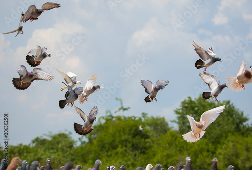 Photography flock of speed racing pigeon brid flying