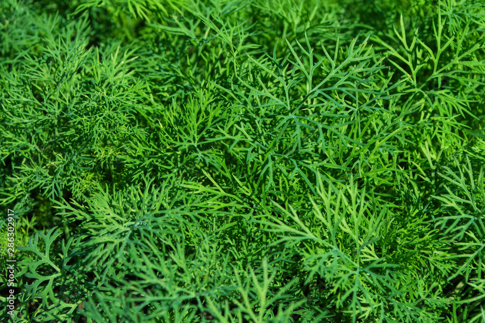 Dill Plant. Organic green dill herb. Ingredient for cooking various dishes. Dill сloseup. Dill Plant. Organic green dill herb. Ingredient for cooking various dishes. Dill сloseup.