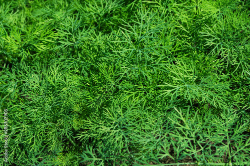Dill Plant. Organic green dill herb. Ingredient for cooking various dishes. Dill сloseup.