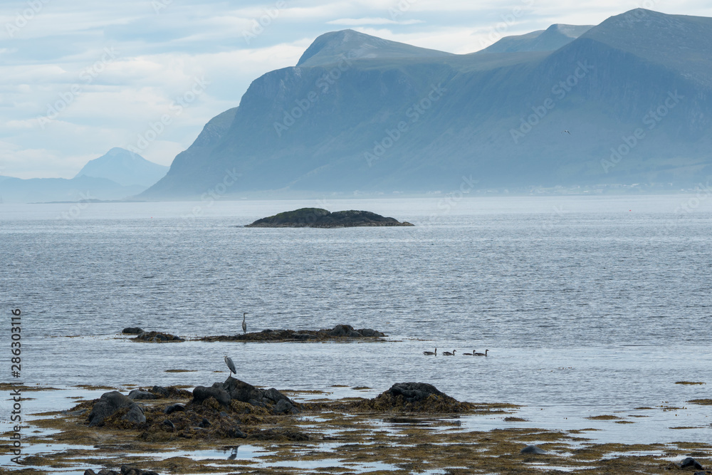 Grey heron on the shore of Runde island in Norway. Grey heron on the shore of Runde island in Norway.