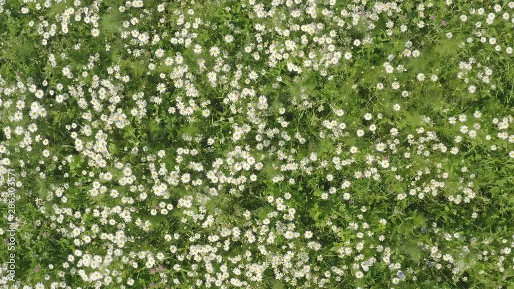 Camomile field on sunny summer day. Top view of Chamomiles in meadow. Camomile field on sunny summer day. Top view of Chamomiles in meadow.
