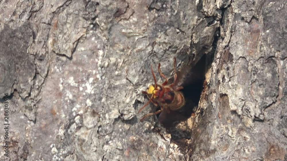 Hornissennest, Temperaturregulation, Flügel schlagen, Vespa crabro, Wespe, Biodiversität Hornissennest, Temperaturregulation, Flügel schlagen, Vespa crabro, Wespe, Biodiversität