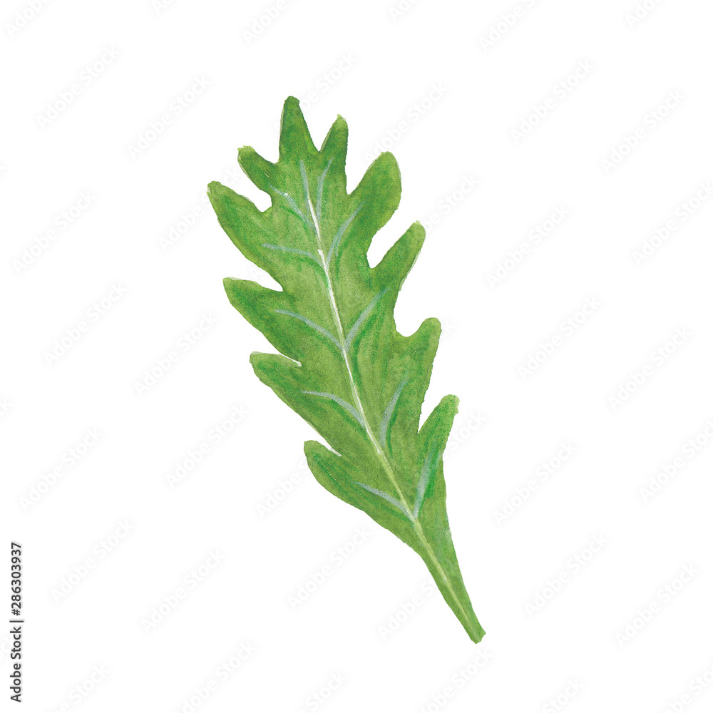 Fototapeta premium watercolor illustration of arugula leaf on white