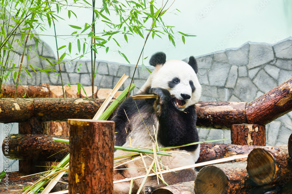 Obraz premium Funny big Panda sitting on the logs and eating bamboo. Panda in the Moscow zoo, Russia.