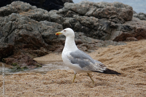 seagull on the beach of the mediterranean sea