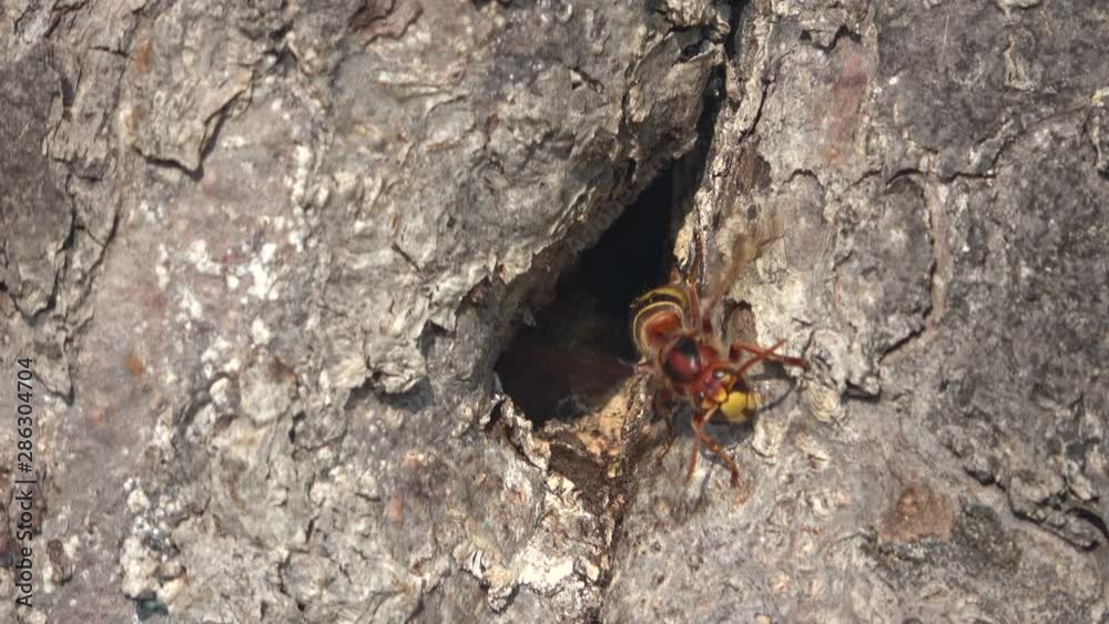 Hornissennest in Apfelbaum, Vespa crabro, Wespe, Biodiversität Hornissennest in Apfelbaum, Vespa crabro, Wespe, Biodiversität