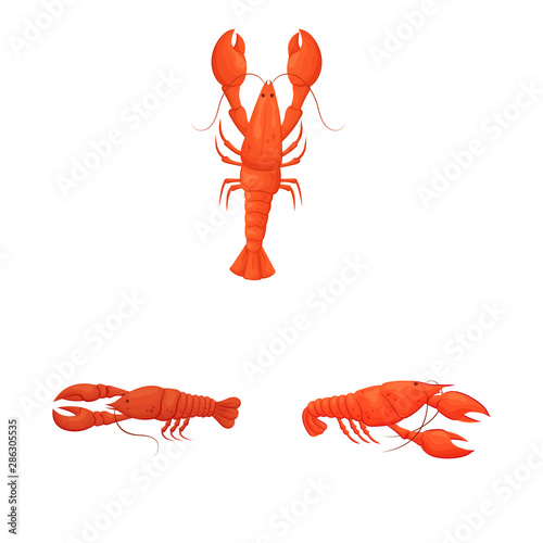 Vector design of shrimp and crab logo. Collection of shrimp and sea vector icon for stock.