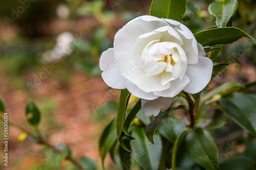 beautiful autumn camilia blossom at us national arboretum in washington dc usa photo