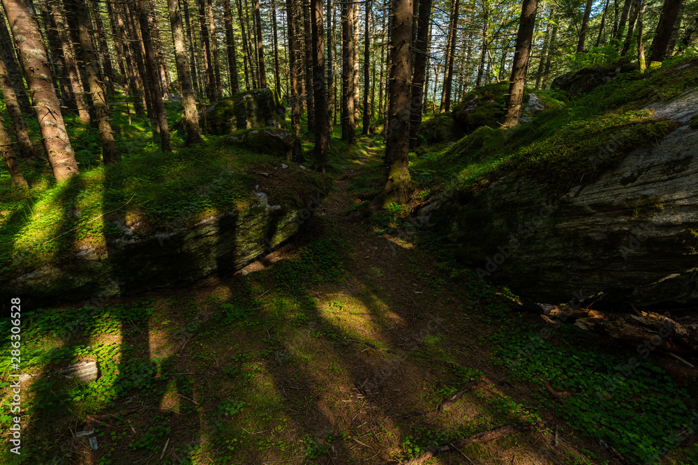 Obraz premium A wild forest in Norway very close to the famous Trollstigen.