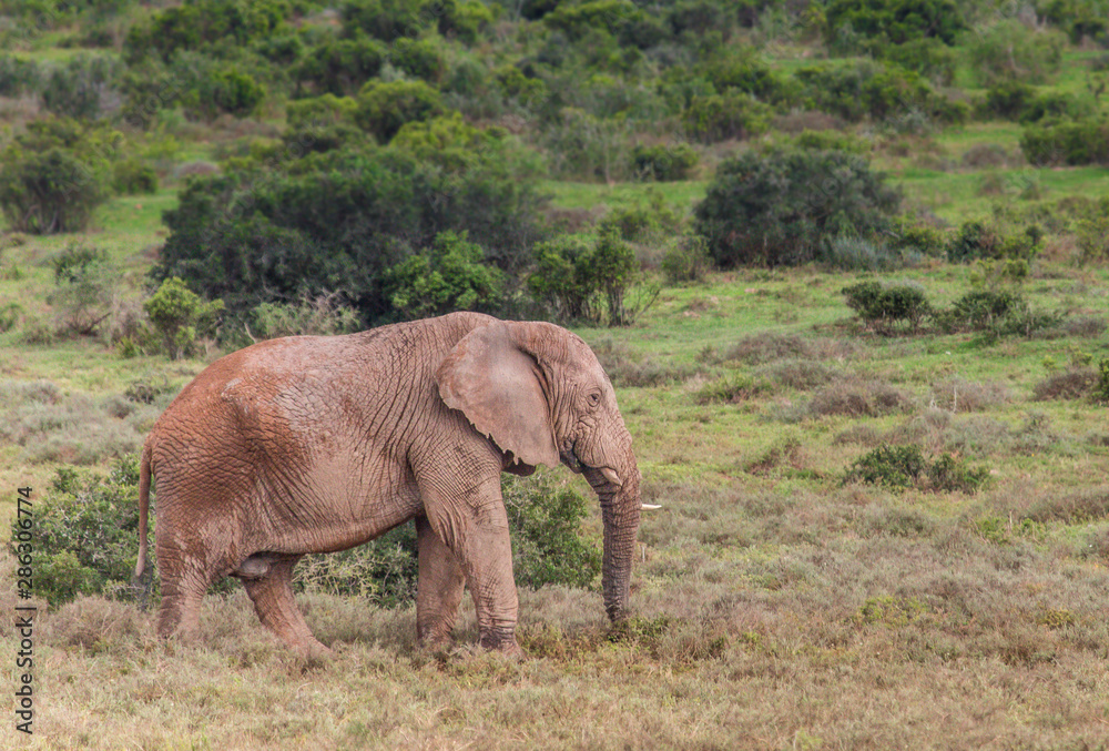 Elephant in Addo Elephant National Park