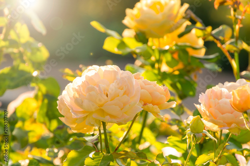 Rose flower blooming on background blurry roses in the warm light during sunset. Sun lights and bokeh on background