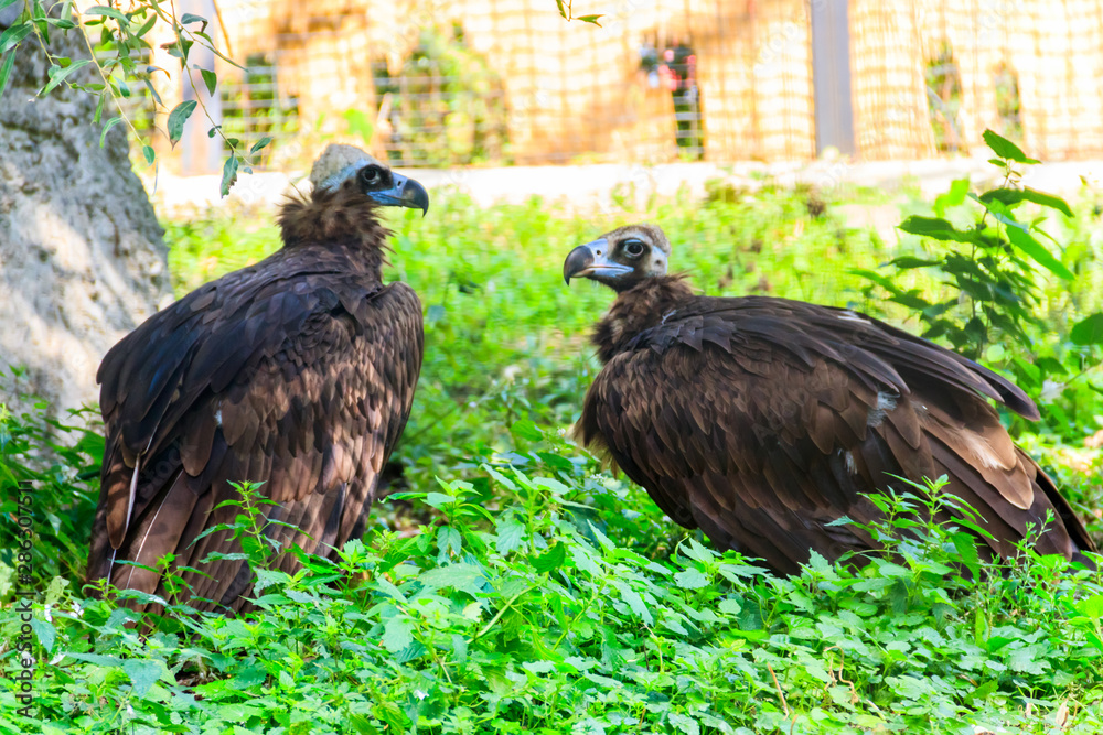 Cinereous vulture (Aegypius monachus), also known as the black vulture, monk vulture, or Eurasian black vulture Cinereous vulture (Aegypius monachus), also known as the black vulture, monk vulture, or Eurasian black vulture