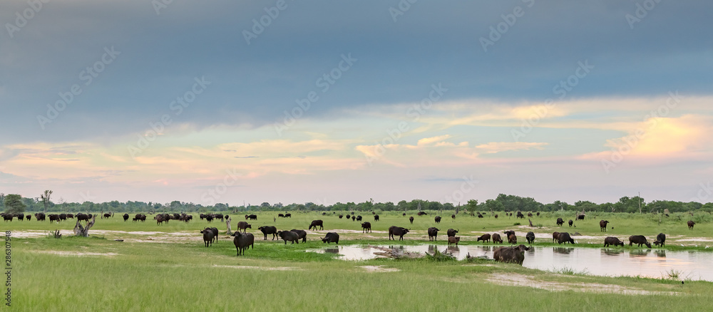 Herd of buffalo in Botswana Herd of buffalo in Botswana