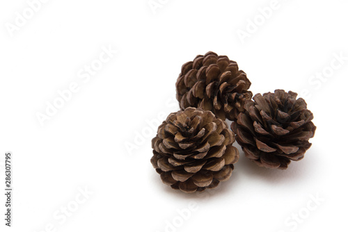 Pine cone