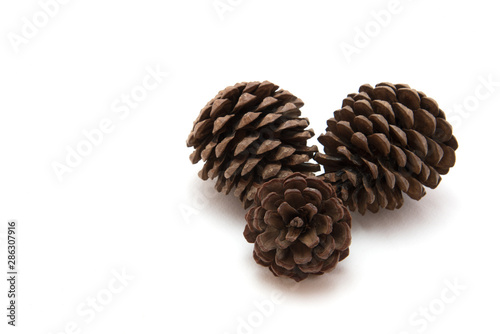 Pine cone