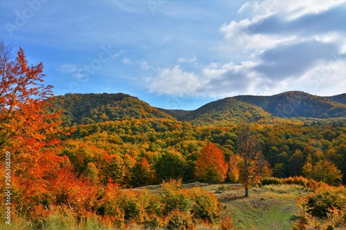Fototapeta Naklejka Na Ścianę i Meble -  autumn landscape on a hill with trees