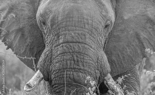 Black and white elephant head closeup