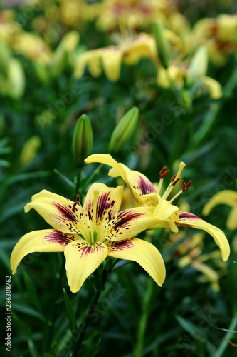 Lilium Pieton 1