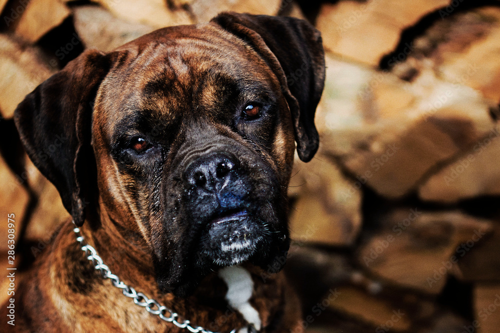 frontal portrait of an alert boxer dog outdoors