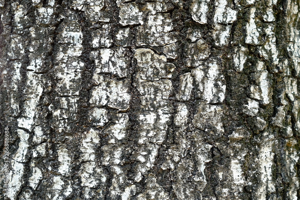 Close up Bark Texture Background. Close up Bark Texture Background.