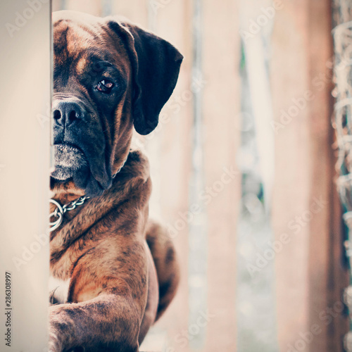 portrait of an alert boxer dog lying and looking out of the door