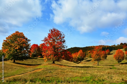 autumn landscape on a hill with trees